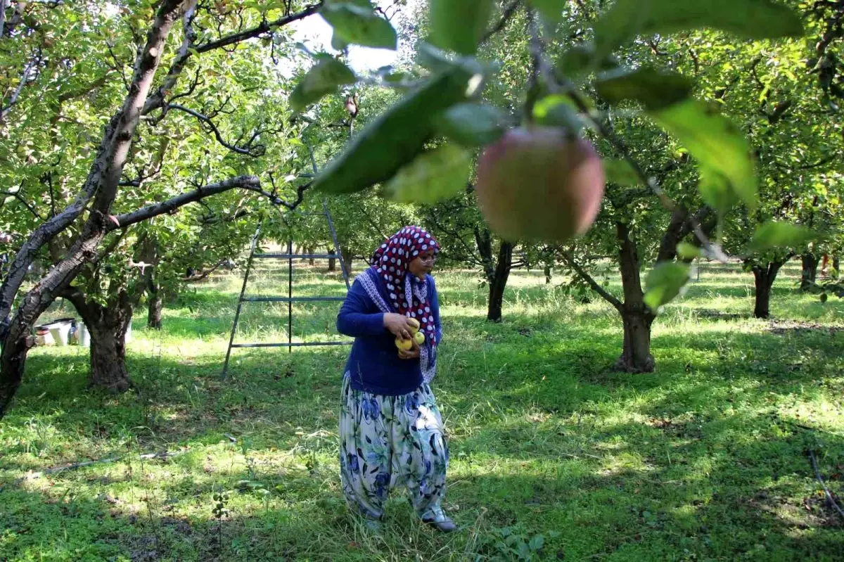 amasyada misket elma hasadi bu yil gerceklesmedi BZQKAnV2