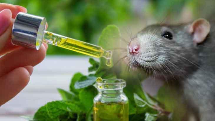 evde fare sorunu mu kapi ve pencereye 3 damla doken sasirdi mQTuFwmY.jpg