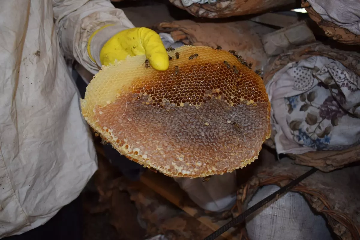 sasonda geleneksel kara kovan ariciligi bAWYGwKg