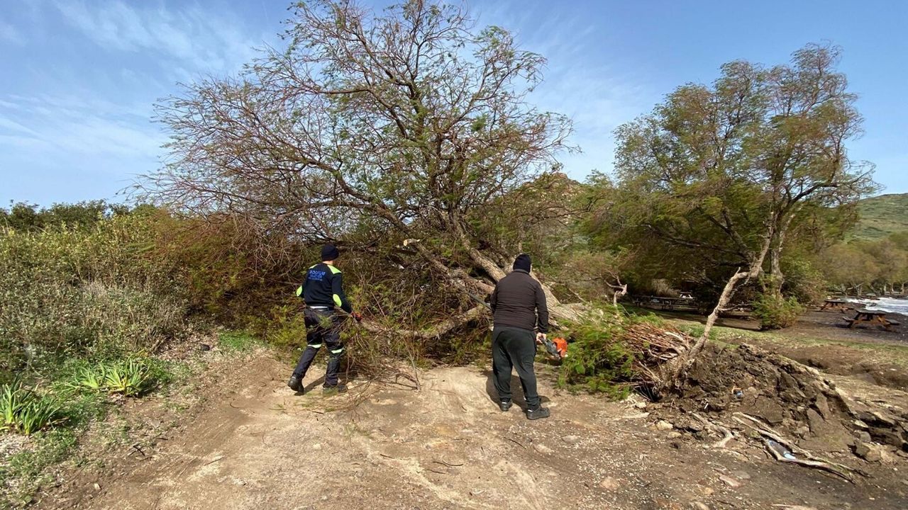Bodrum’da fırtına etkili oldu: Ağaçlar devrildi, tekne karaya oturdu!