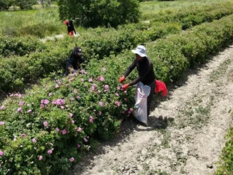 Isparta’nın pembe hazinesinin değeri dudak uçuklattı! 4 ton gülden elde ediliyor: Kilosu 645 bin TL’ye alıcı buluyor